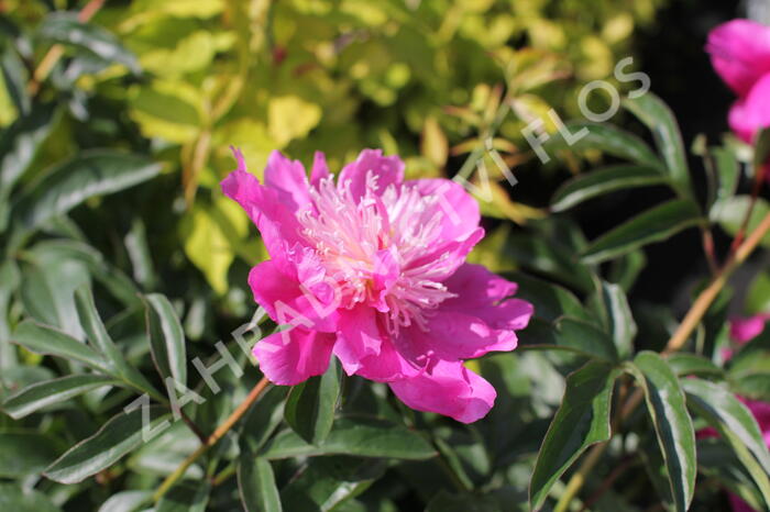 Pivoňka bělokvětá 'Best Man' - Paeonia lactiflora 'Best Man'