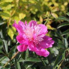 Pivoňka bělokvětá 'Best Man' - Paeonia lactiflora 'Best Man'