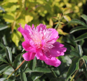 Pivoňka bělokvětá 'Best Man' - Paeonia lactiflora 'Best Man'