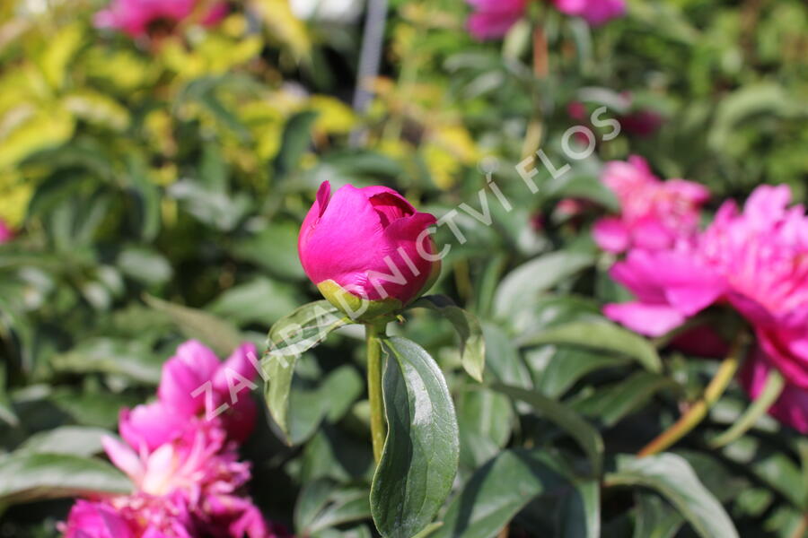 Pivoňka bělokvětá 'Best Man' - Paeonia lactiflora 'Best Man'