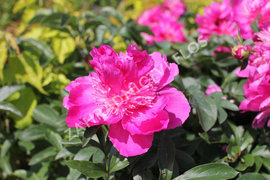 Pivoňka bělokvětá 'Best Man' - Paeonia lactiflora 'Best Man'