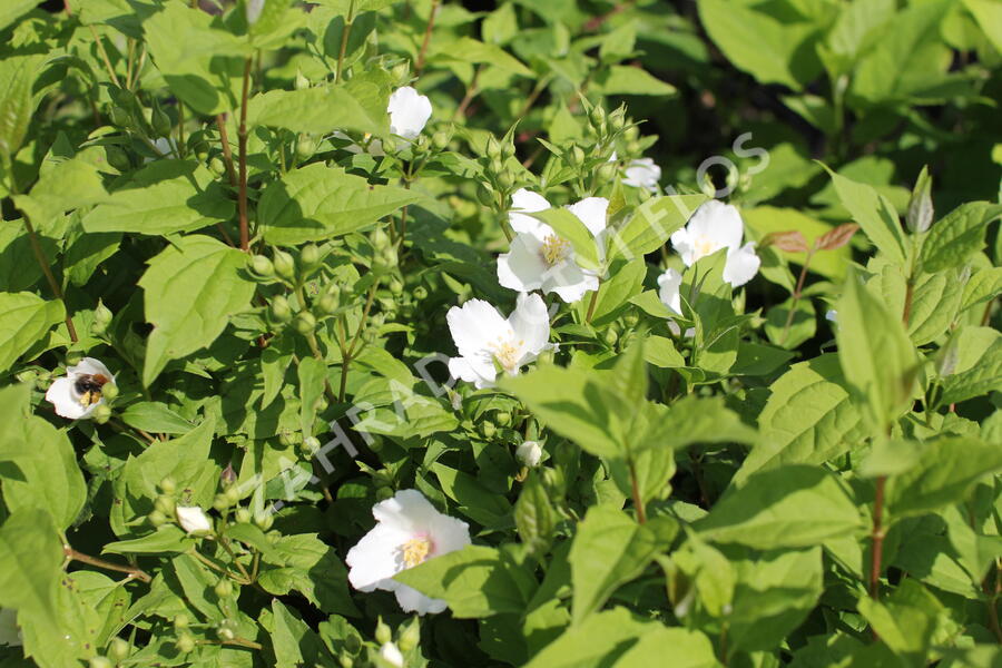 Pustoryl 'Belle Etoile' - Philadelphus 'Belle Etoile'