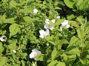 Pustoryl 'Belle Etoile' - Philadelphus 'Belle Etoile'