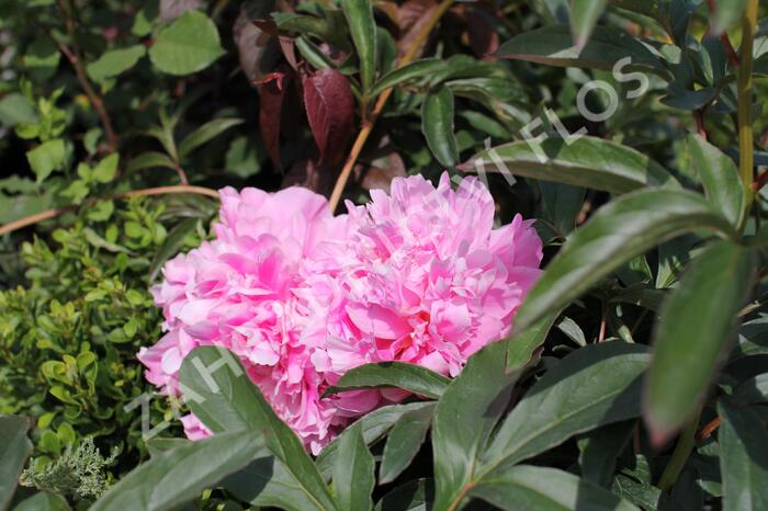 Pivoňka bělokvětá 'Chiffon Parfait' - Paeonia lactiflora 'Chiffon Parfait'