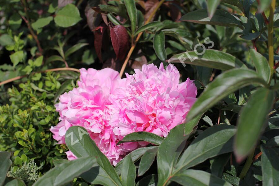 Pivoňka bělokvětá 'Chiffon Parfait' - Paeonia lactiflora 'Chiffon Parfait'