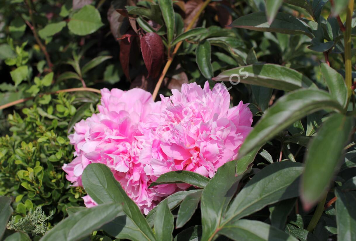 Pivoňka bělokvětá 'Chiffon Parfait' - Paeonia lactiflora 'Chiffon Parfait'