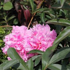Pivoňka bělokvětá 'Chiffon Parfait' - Paeonia lactiflora 'Chiffon Parfait'