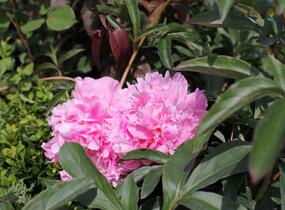 Pivoňka bělokvětá 'Chiffon Parfait' - Paeonia lactiflora 'Chiffon Parfait'