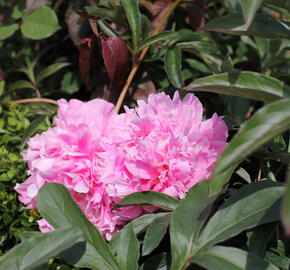 Pivoňka bělokvětá 'Chiffon Parfait' - Paeonia lactiflora 'Chiffon Parfait'