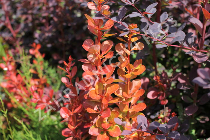 Dřišťál Thunbergův 'Vulcano' - Berberis thunbergii 'Vulcano'