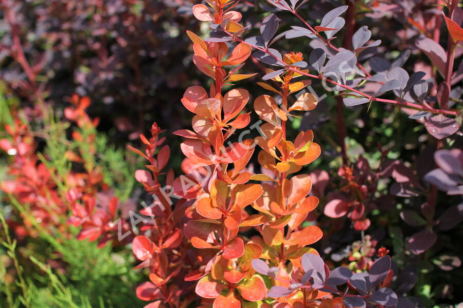 Dřišťál Thunbergův 'Vulcano' - Berberis thunbergii 'Vulcano'