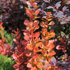 Dřišťál Thunbergův 'Vulcano' - Berberis thunbergii 'Vulcano'