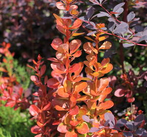 Dřišťál Thunbergův 'Vulcano' - Berberis thunbergii 'Vulcano'