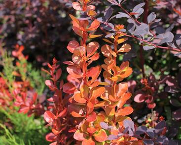 Dřišťál Thunbergův 'Vulcano'