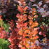Berberis thunbergii 'Vulcano'.JPG