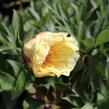 Pivoňka Itoh-hybrid 'Border Charm' - Paeonia Itoh-hybrid 'Border Charm'
