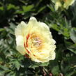 Pivoňka Itoh-hybrid 'Border Charm' - Paeonia Itoh-hybrid 'Border Charm'