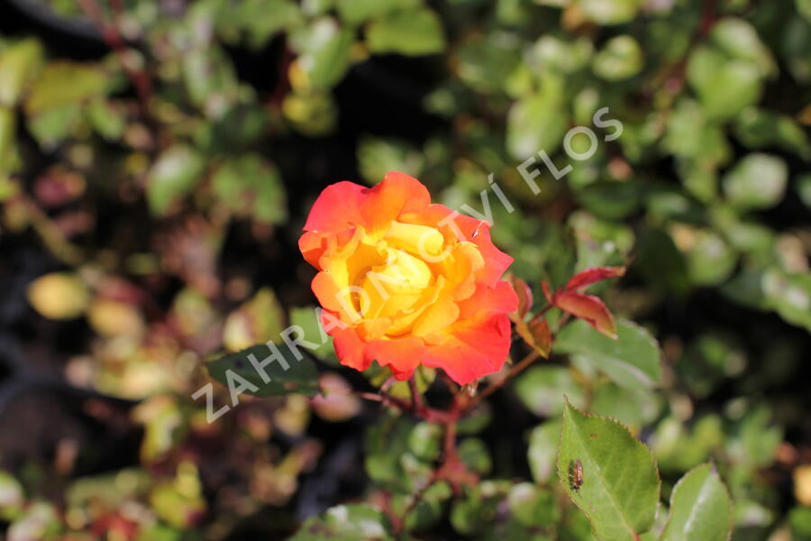 Růže mnohokvětá 'Rumba' - Rosa MK 'Rumba'