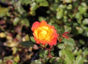 Růže mnohokvětá 'Rumba' - Rosa MK 'Rumba'