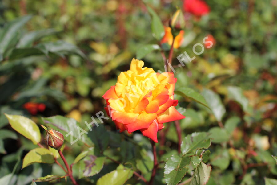 Růže mnohokvětá 'Rumba' - Rosa MK 'Rumba'