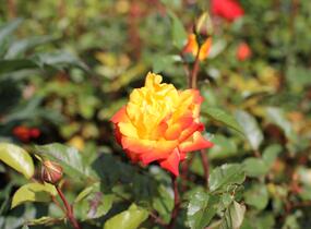 Růže mnohokvětá 'Rumba' - Rosa MK 'Rumba'