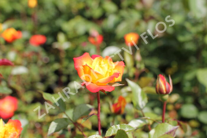 Růže mnohokvětá 'Rumba' - Rosa MK 'Rumba'