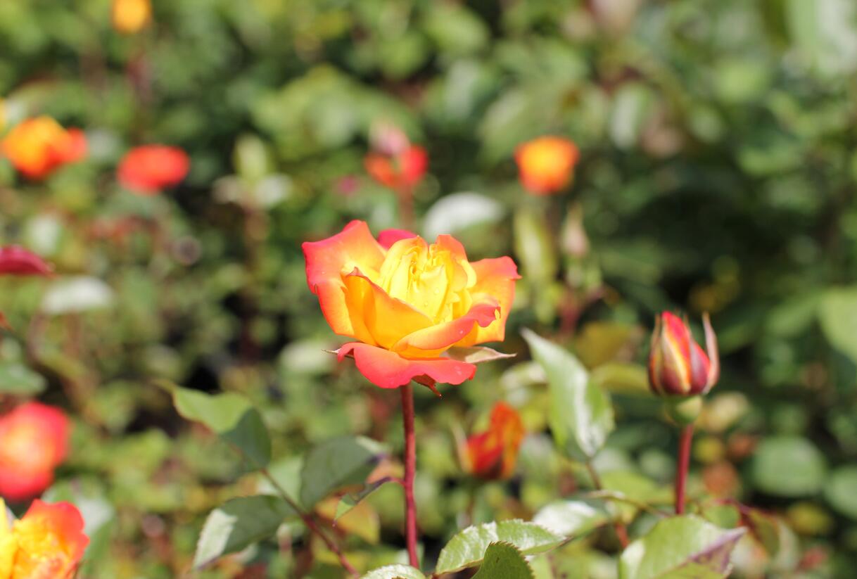 Růže mnohokvětá 'Rumba' - Rosa MK 'Rumba'