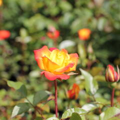 Růže mnohokvětá 'Rumba' - Rosa MK 'Rumba'