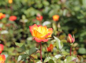 Růže mnohokvětá 'Rumba' - Rosa MK 'Rumba'