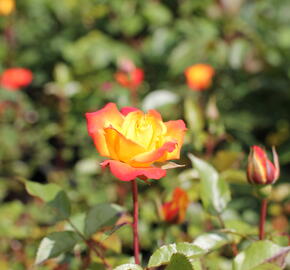 Růže mnohokvětá 'Rumba' - Rosa MK 'Rumba'