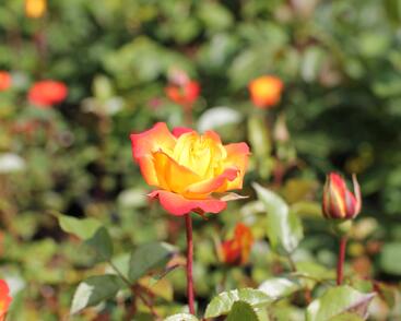 Růže mnohokvětá 'Rumba'