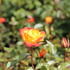 Rosa MK 'Rumba'.JPG