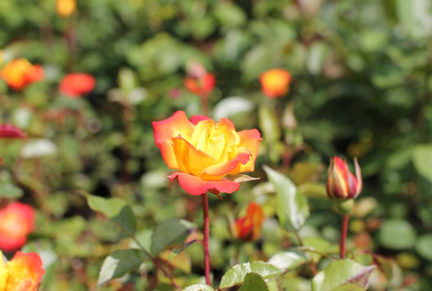 Růže mnohokvětá 'Rumba' - Rosa MK 'Rumba'