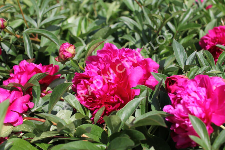 Pivoňka bělokvětá 'Paul M. Wild' - Paeonia lactiflora 'Paul M. Wild'