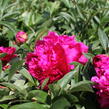 Pivoňka bělokvětá 'Paul M. Wild' - Paeonia lactiflora 'Paul M. Wild'