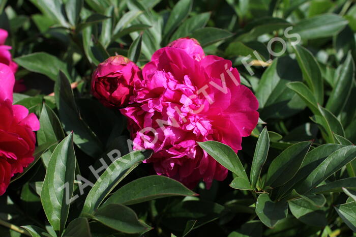 Pivoňka bělokvětá 'Paul M. Wild' - Paeonia lactiflora 'Paul M. Wild'