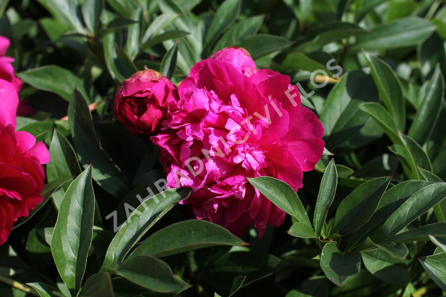 Pivoňka bělokvětá 'Paul M. Wild' - Paeonia lactiflora 'Paul M. Wild'