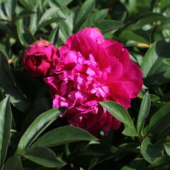 Pivoňka bělokvětá 'Paul M. Wild' - Paeonia lactiflora 'Paul M. Wild'