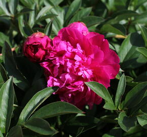 Pivoňka bělokvětá 'Paul M. Wild' - Paeonia lactiflora 'Paul M. Wild'