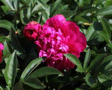 Pivoňka bělokvětá 'Paul M. Wild'