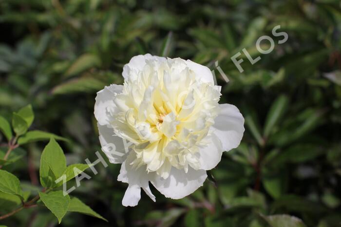 Pivoňka bělokvětá 'Pink Supreme' - Paeonia lactiflora 'Pink Supreme'