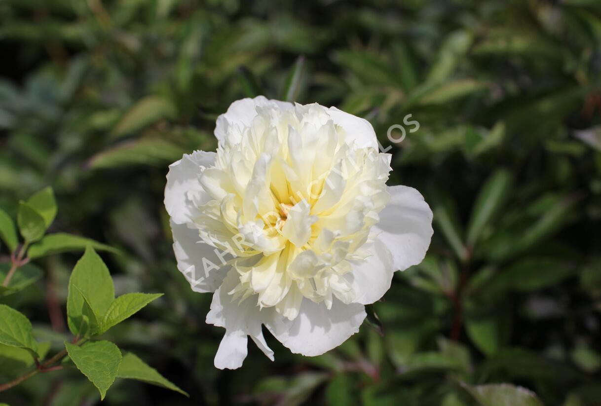 Pivoňka bělokvětá 'Pink Supreme' - Paeonia lactiflora 'Pink Supreme'