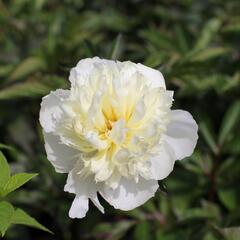 Pivoňka bělokvětá 'Pink Supreme' - Paeonia lactiflora 'Pink Supreme'
