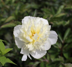 Pivoňka bělokvětá 'Pink Supreme' - Paeonia lactiflora 'Pink Supreme'