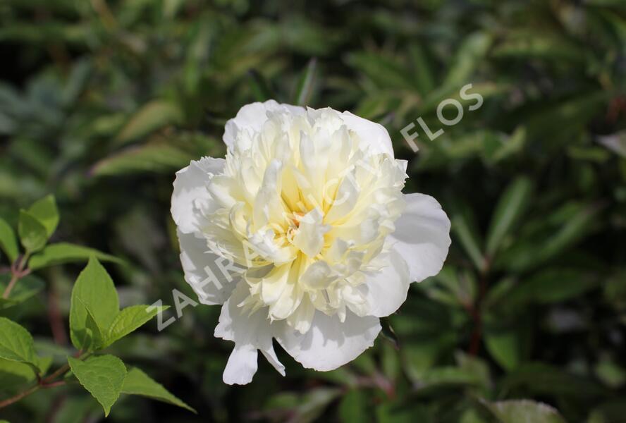 Pivoňka bělokvětá 'Pink Supreme' - Paeonia lactiflora 'Pink Supreme'