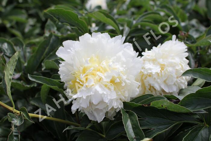 Pivoňka bělokvětá 'Cheddar Cheese' - Paeonia lactiflora 'Cheddar Cheese'