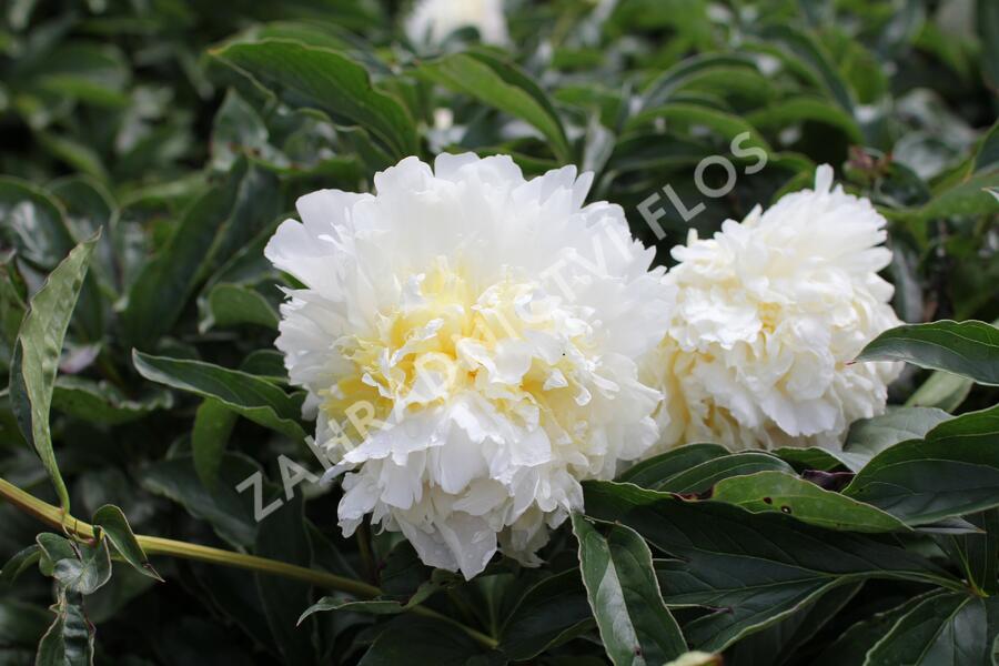Pivoňka bělokvětá 'Cheddar Cheese' - Paeonia lactiflora 'Cheddar Cheese'