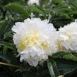 Pivoňka bělokvětá 'Cheddar Cheese' - Paeonia lactiflora 'Cheddar Cheese'