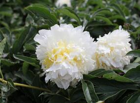 Pivoňka bělokvětá 'Cheddar Cheese' - Paeonia lactiflora 'Cheddar Cheese'