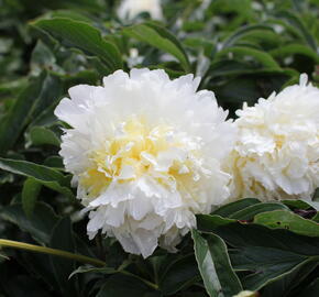 Pivoňka bělokvětá 'Cheddar Cheese' - Paeonia lactiflora 'Cheddar Cheese'